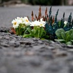 pothole_garden_01-by-Pete-Dungey