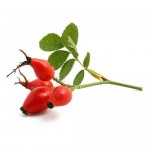 rose-hip