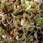 BroccoliSprouts1