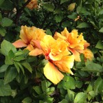 Mostly Madeira 062