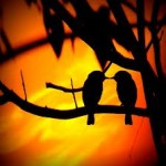 love birds