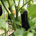 eggplant