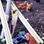 hens