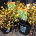 thyme